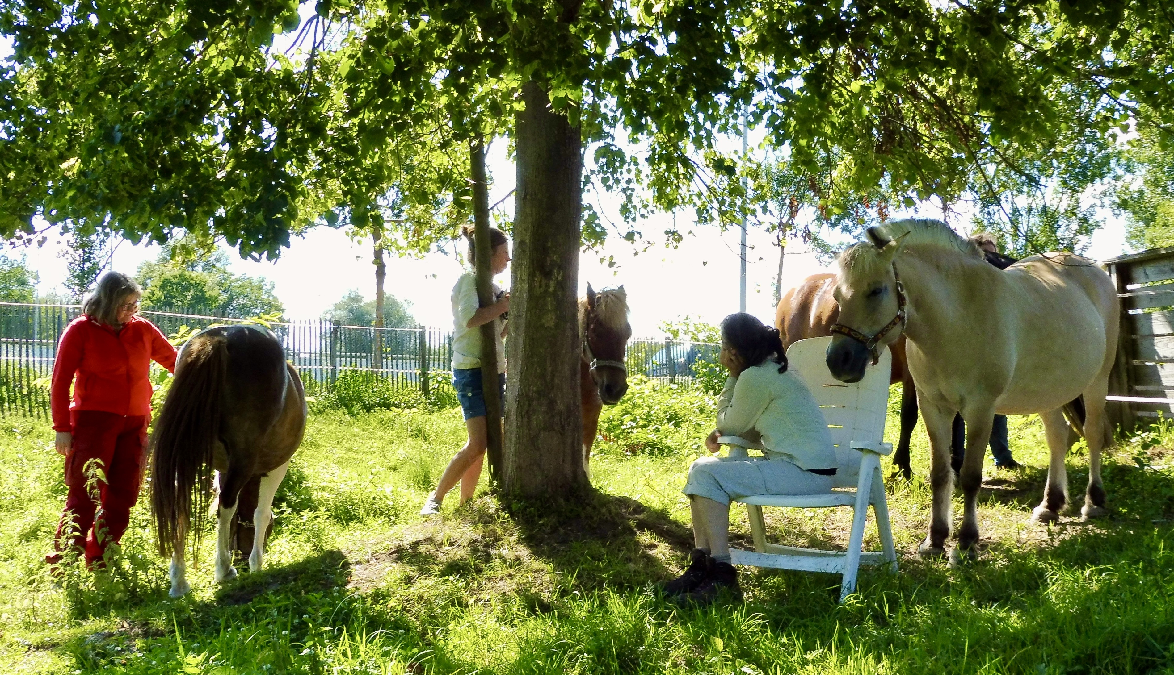 Meditation mit Pferden unter einem Baum